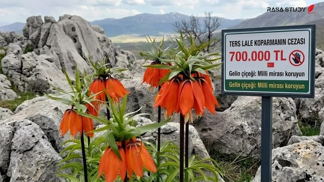 گل لاله واژگون قرمز در کوهستان‌های ترکیه تحت حفاظت محیط زیست